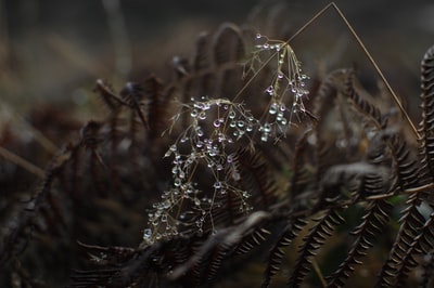 植物宏观照片上的水滴